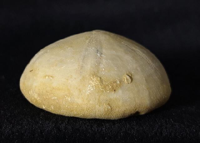 Conoclypeus vilanovae (COTTEAU 1890) - Bild &copy; FossNet FossilienStore